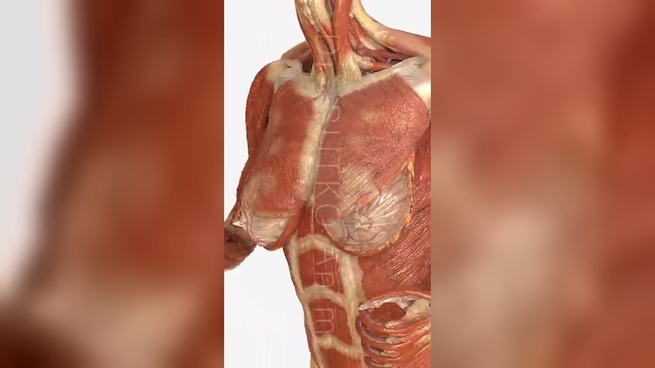 Still from “Implant Animation”